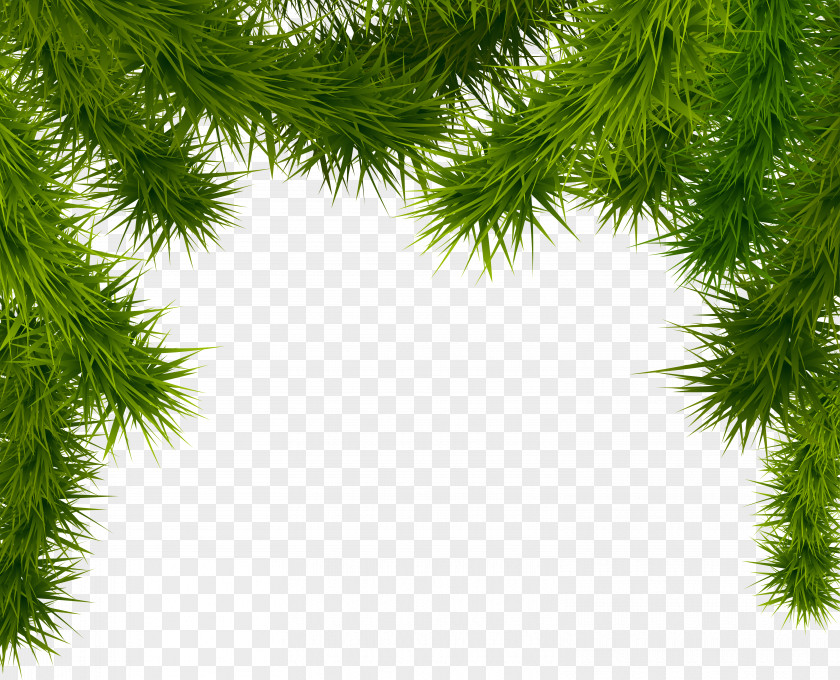 Pine Branches Clipart Image Christmas Tree Clip Art PNG