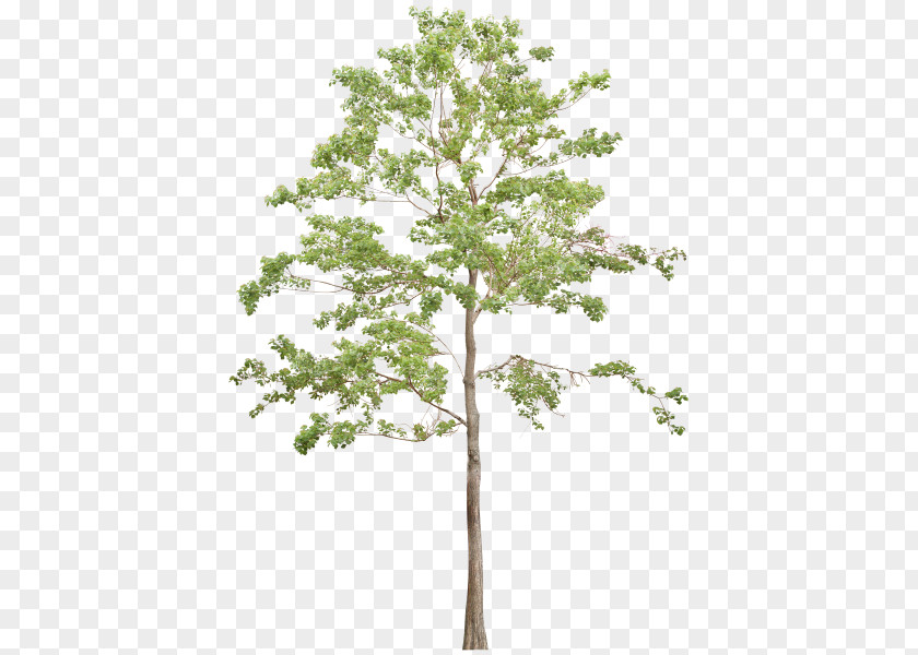 Tree Twig PNG