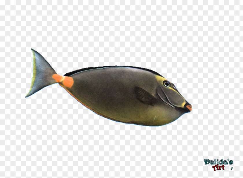 Aquatic Ape Hypothesis Fish PNG