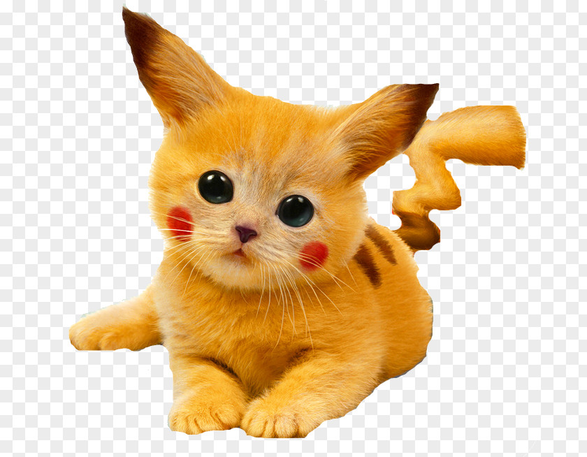 File Pokemon Cat Kitten Pikachu Puppy Cuteness PNG