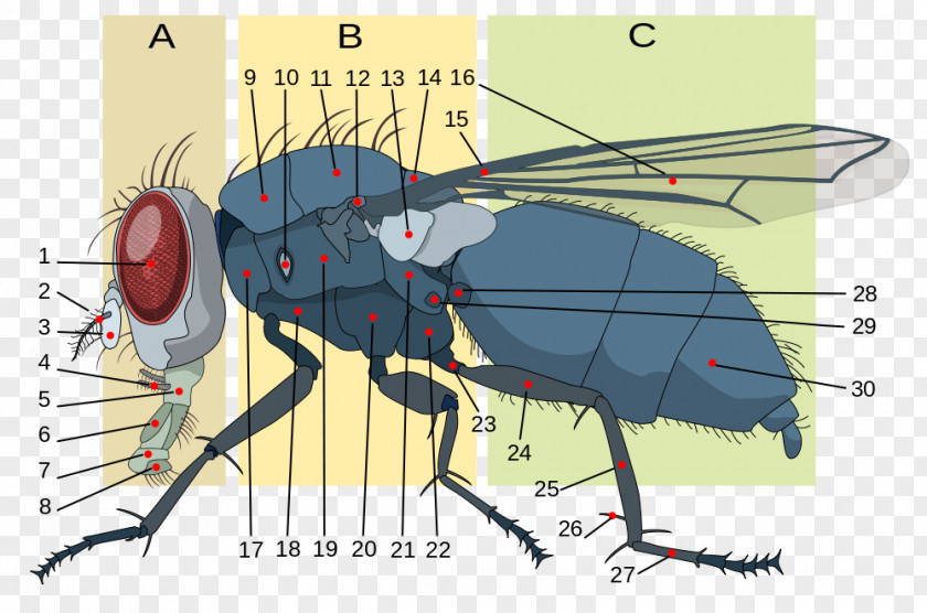 Insect Morphology Housefly Anatomy Brachycera PNG