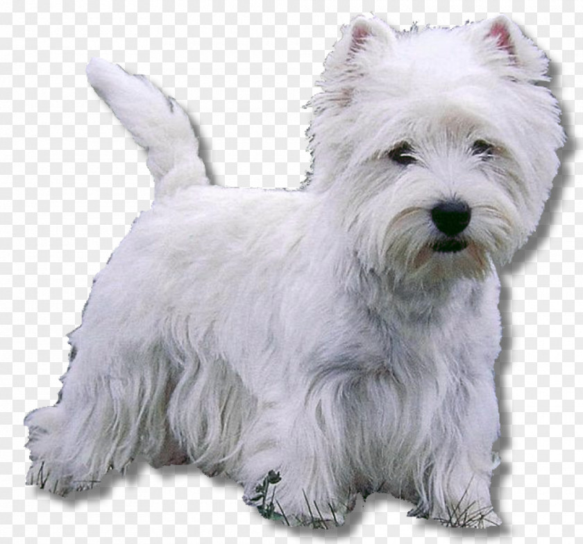 Puppy West Highland White Terrier Bull Wire Hair Fox Cairn PNG