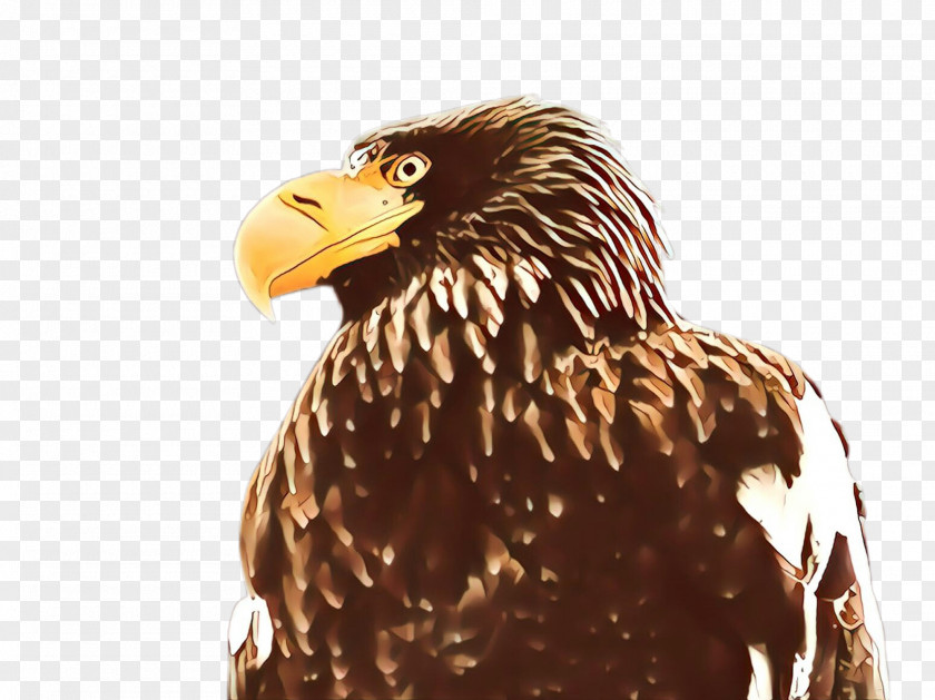 Bald Eagle Hawk Bird Of Prey Beak Accipitridae PNG