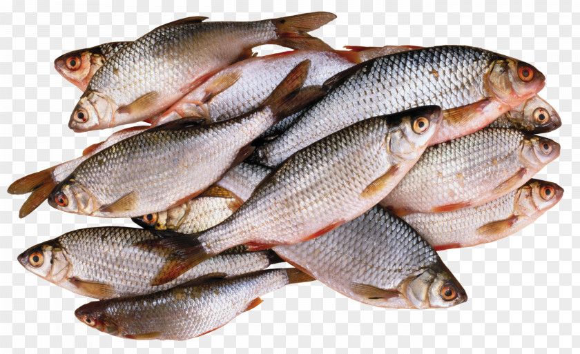 Fish Tilapia PNG
