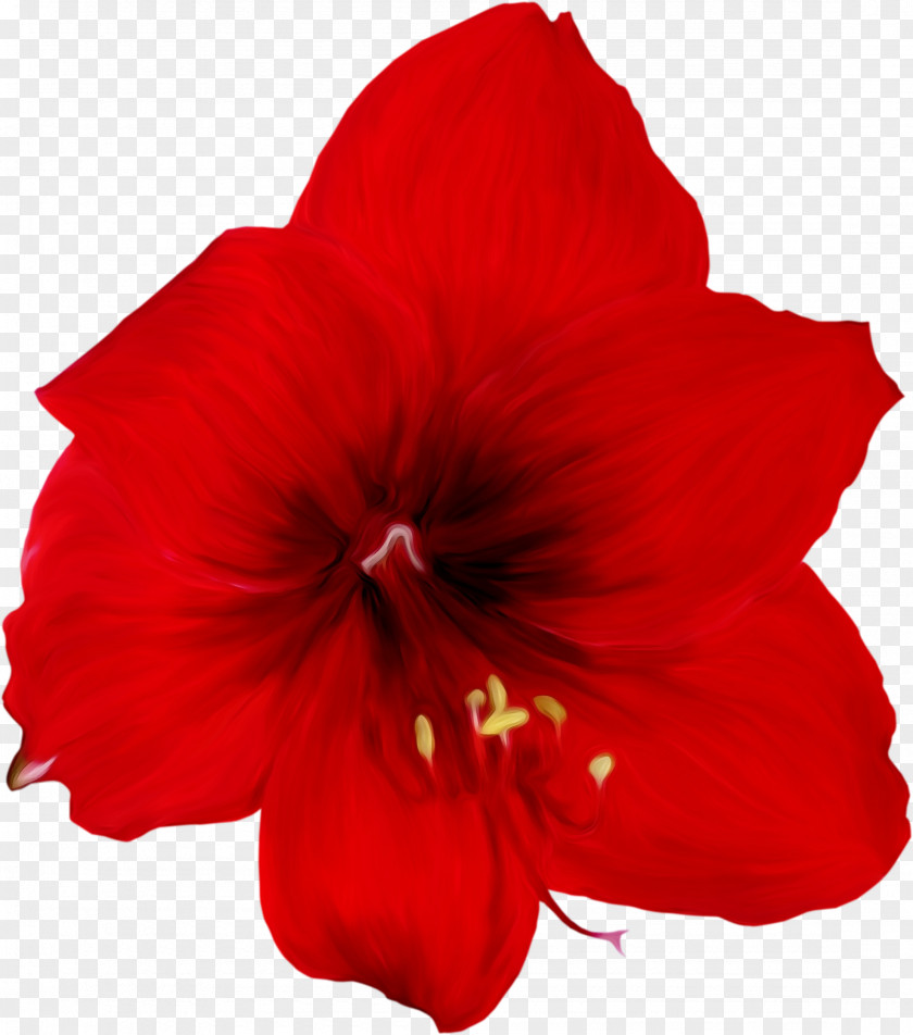 Mallow Family Amaryllis Belladonna Lily Flower Cartoon PNG