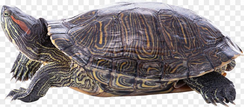 Turtle Sea Reptile Tortoise PNG