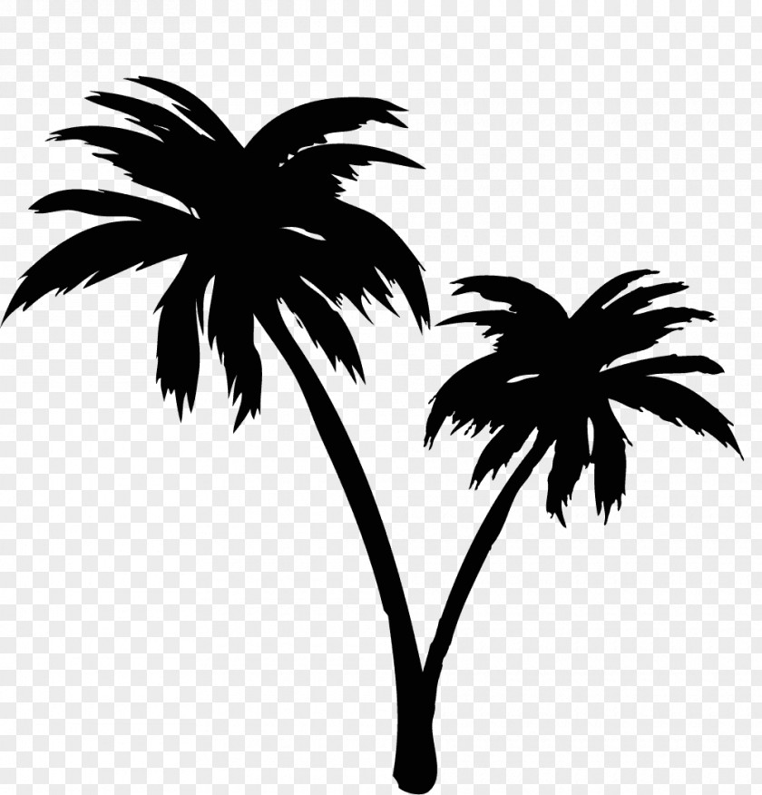 Asian Palmyra Palm Illustrator Arecaceae Iwakuni PNG