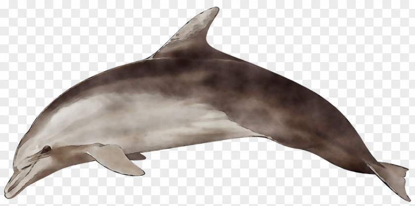 Common Bottlenose Dolphin Short-beaked Spinner Striped PNG