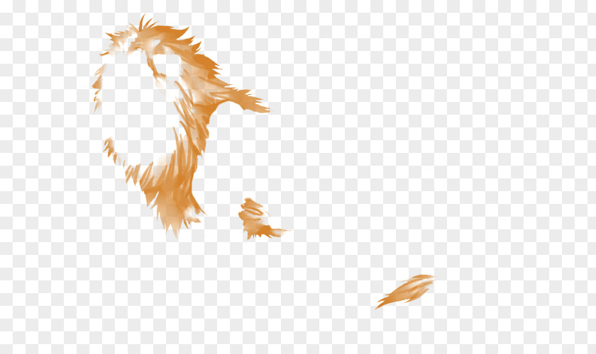 Feather Desktop Wallpaper Computer Beak Tail PNG