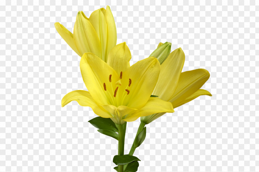 Lily Cut Flowers Yellow Lilium Candidum Plant PNG