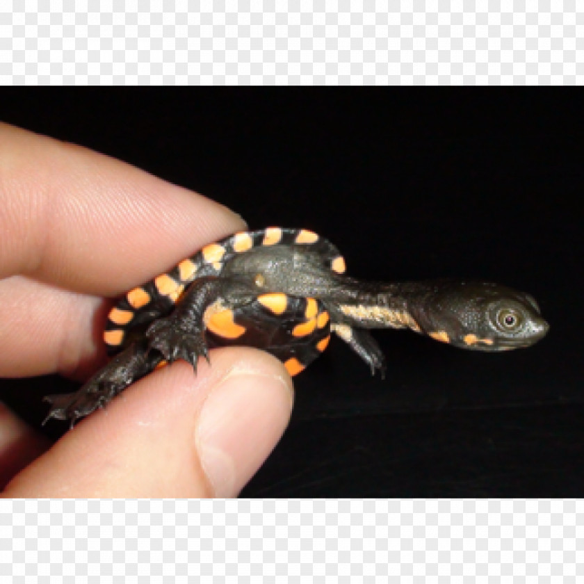 Turtle Gecko Eastern Long-necked Newt Reptile PNG