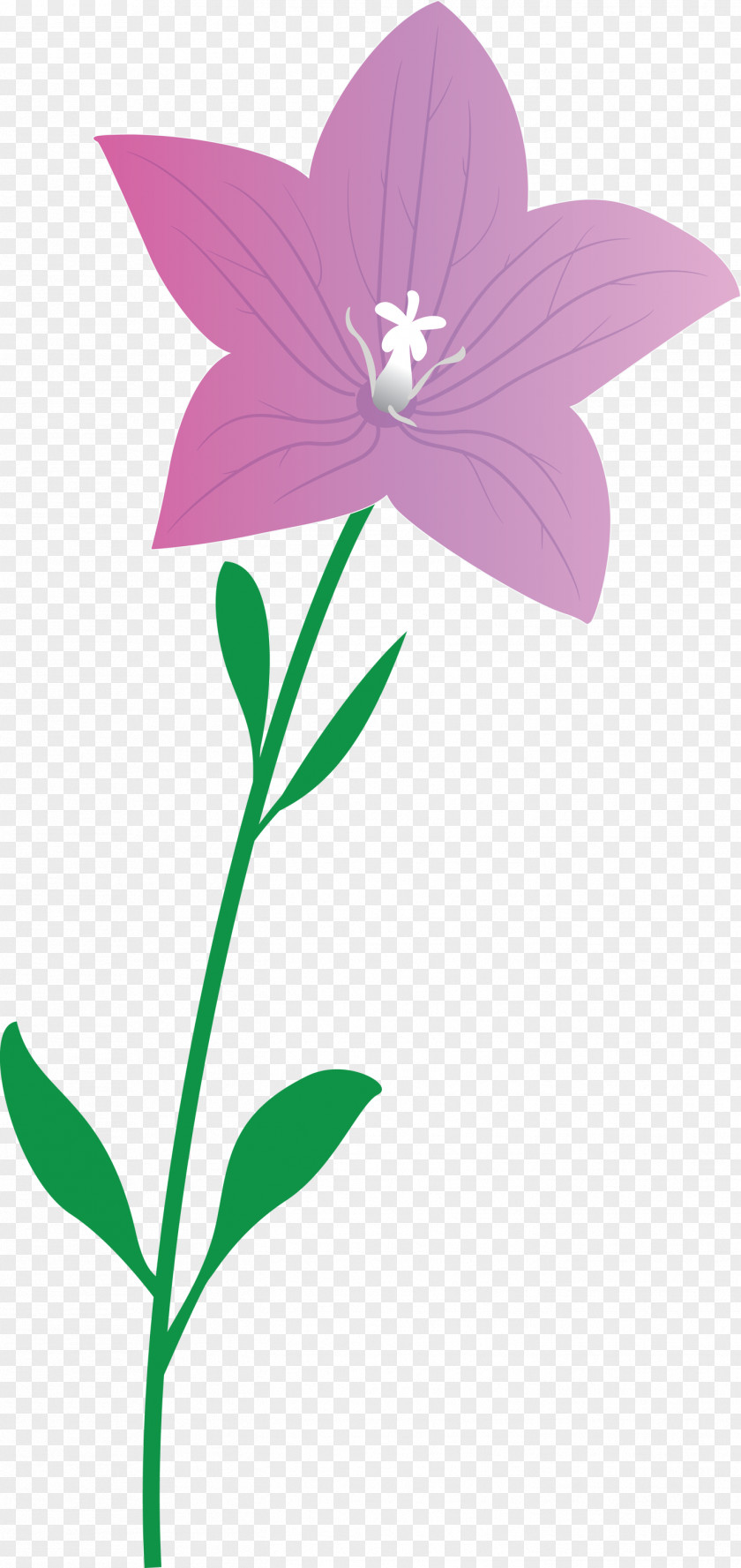 Balloon Flower PNG