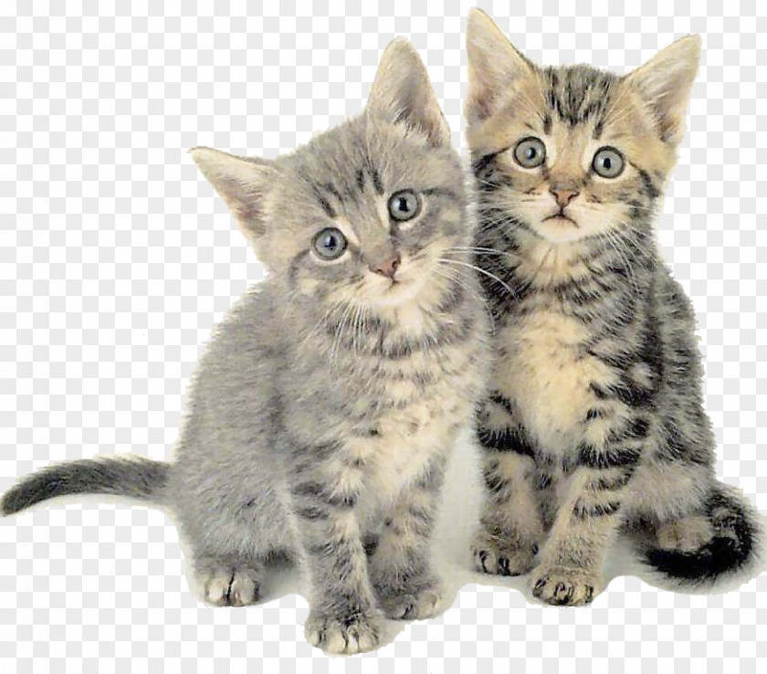 Caries Siberian Cat Kitten Felidae Behavior Communication PNG