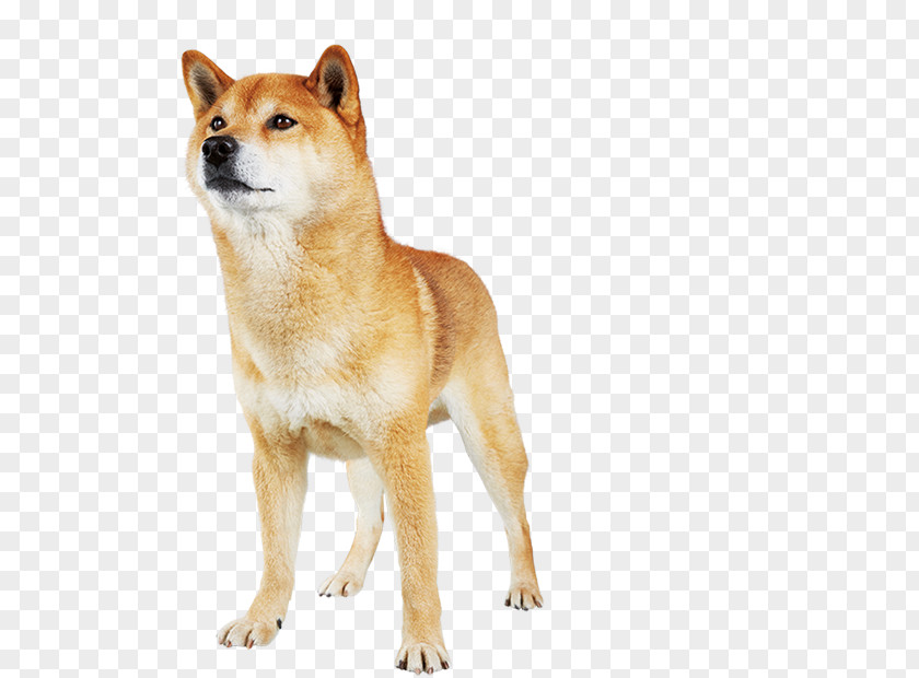 Finnish Spitz Shiba Inu Canaan Dog Korean Jindo Akita PNG