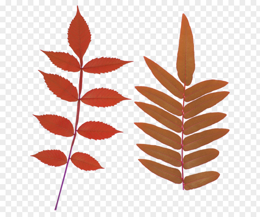 Leaf Clip Art PNG