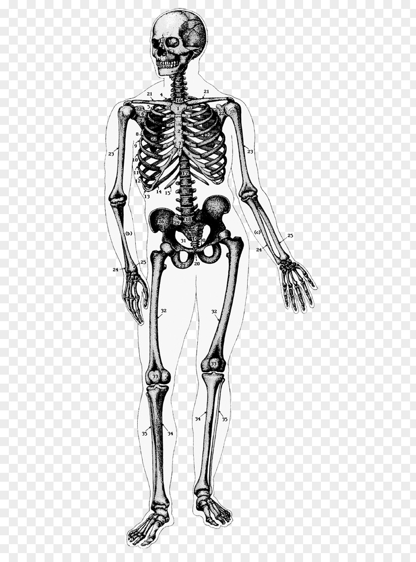 Skeleton The Human Body Anatomy PNG