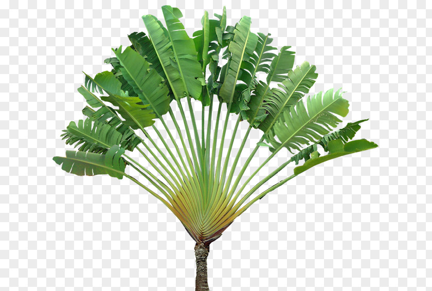 Tropical Almond Ravenala Madagascariensis Tree Cordia Sebestena Plant PNG