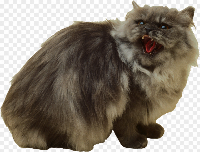 Cats Persian Cat Felidae Kitten Whiskers PNG