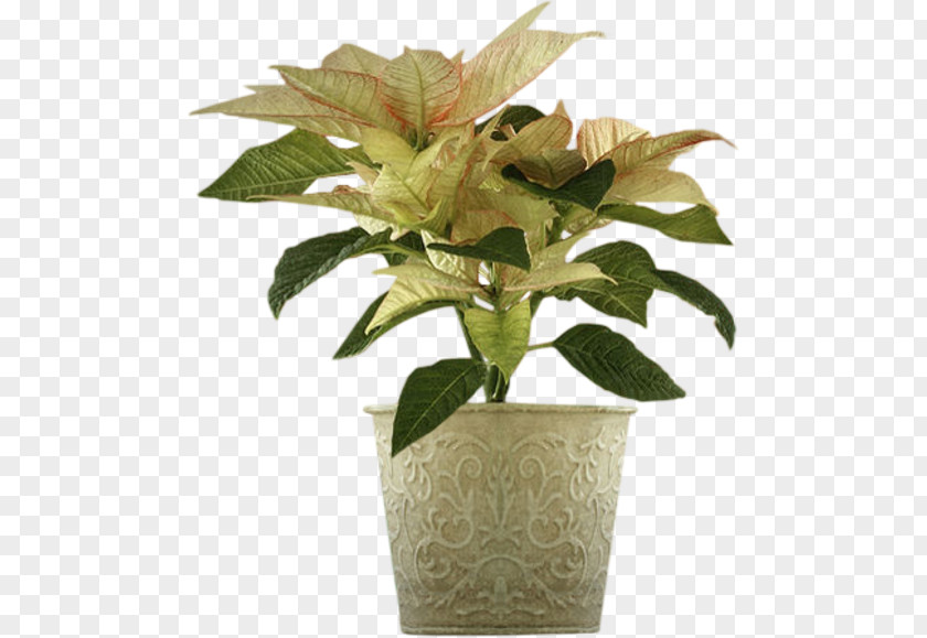 Flower Flowerpot Vase Bouquet PNG