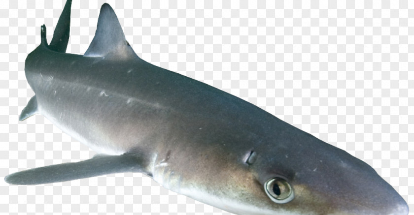 Sharks Spiny Dogfish Squalidae Prickly Shark Chondrichthyes PNG