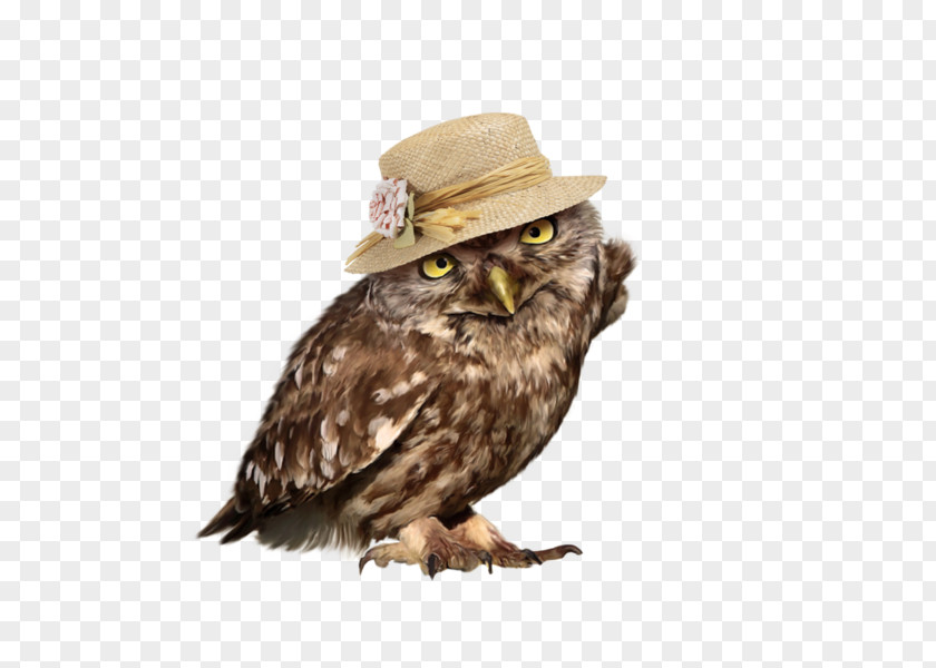 Beauty Owl Bird PNG