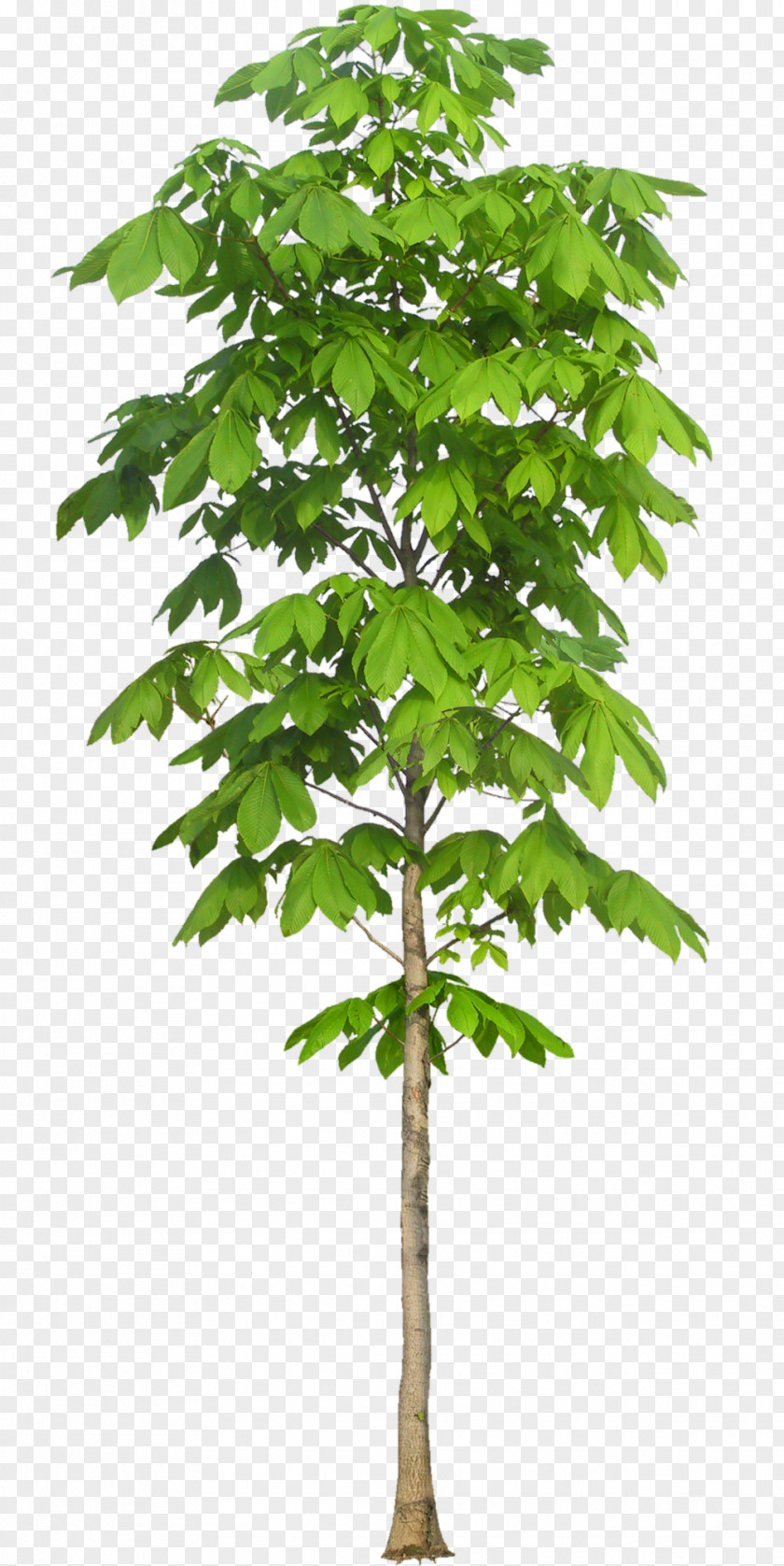 Tree Texture Mapping Leaf European Horse-chestnut Nature PNG