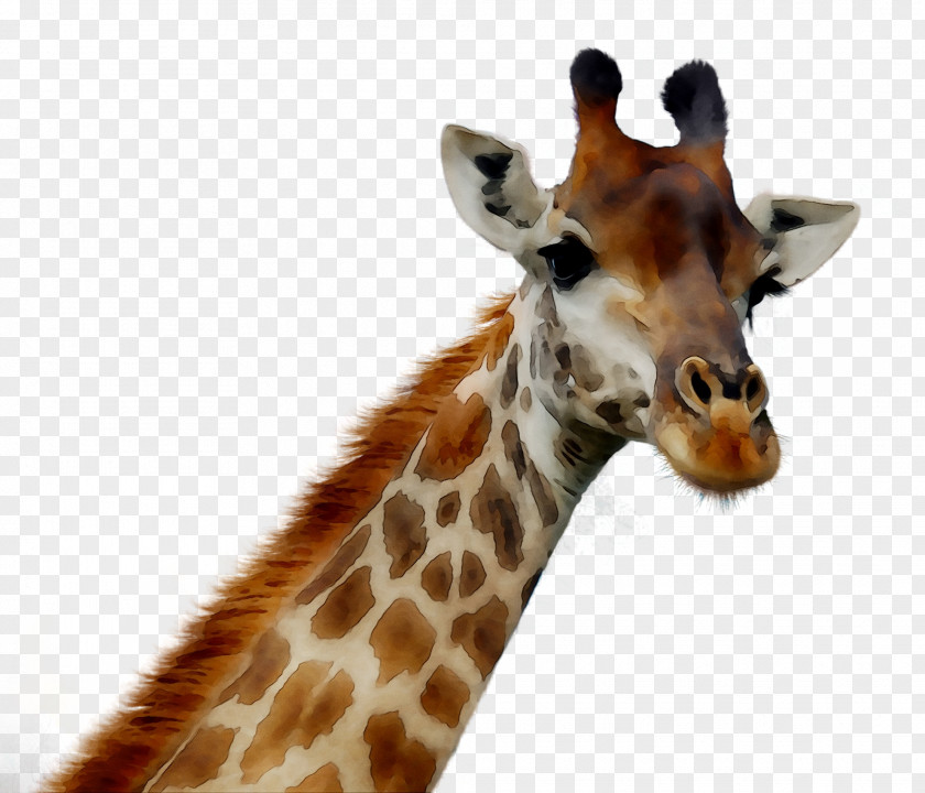Giraffe Reflections Tall Blondes Baby Giraffes The Who Was Afraid Of Heights PNG