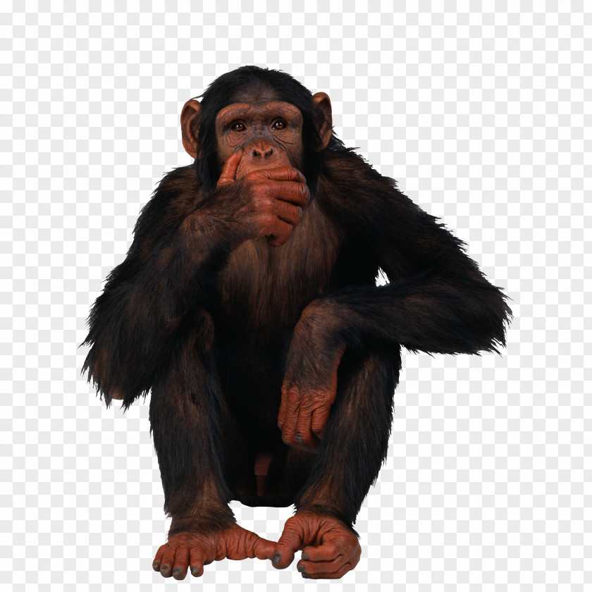 Gorilla Common Chimpanzee Orangutan Primate PNG