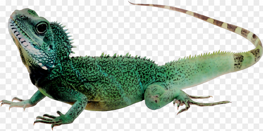 Lizard Reptile Komodo Dragon Common Iguanas PNG
