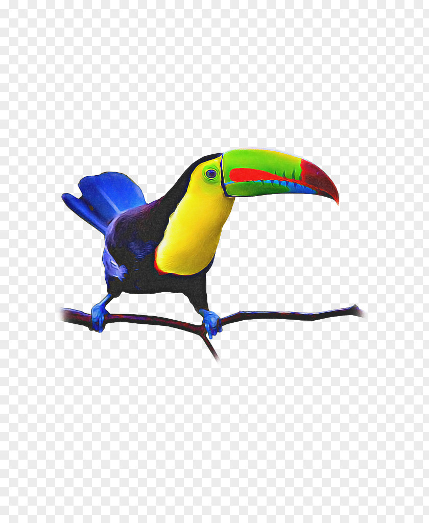 Yellow Flat Roof Hornbill Bird PNG