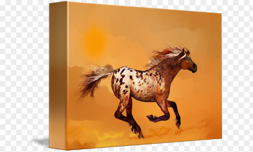 Ginger Watercolor Appaloosa Mustang Stallion Pony Gallery Wrap PNG