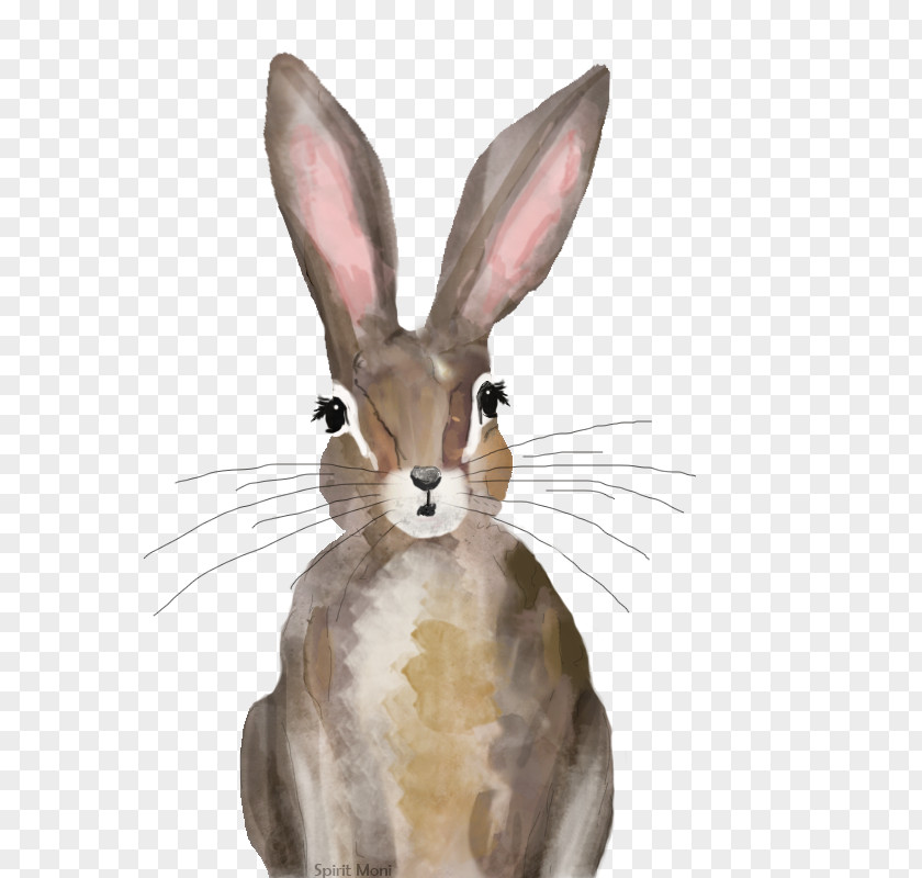 Rabbit Domestic Hare Whiskers New England Cottontail PNG
