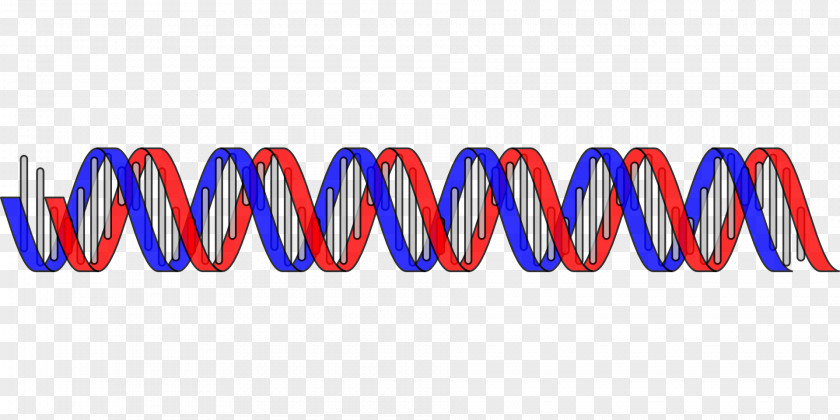 Biology Nucleic Acid Double Helix DNA Genetics Clip Art PNG
