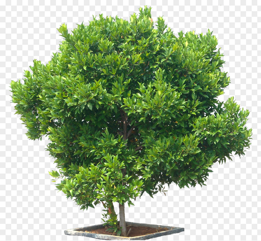 Bushes Syzygium Paniculatum Tree Eugenia Shrub Maple PNG