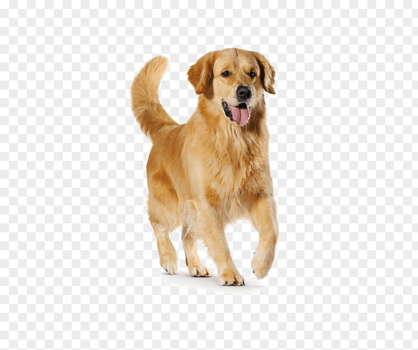 Golden Retriever Nova Scotia Duck Tolling Puppy Dog Breed Companion PNG