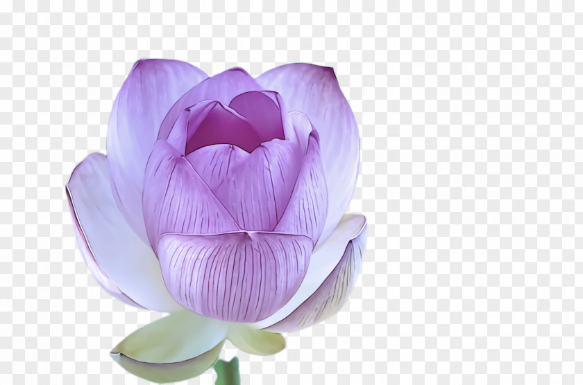 Sacred Lotus Family Petal Flower Violet Purple Pink PNG