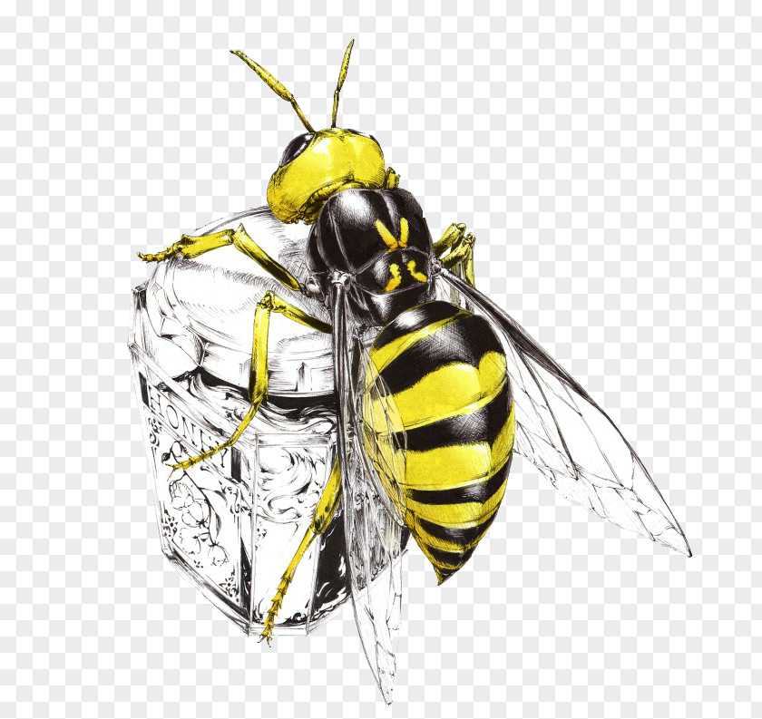 Bee Honey Hornet Insect Art PNG