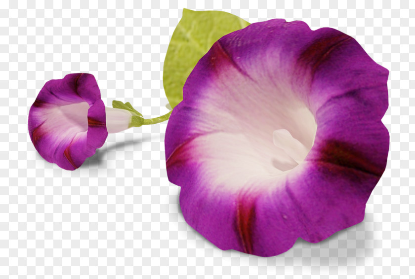 Bindweed Pansy Flower Clip Art PNG