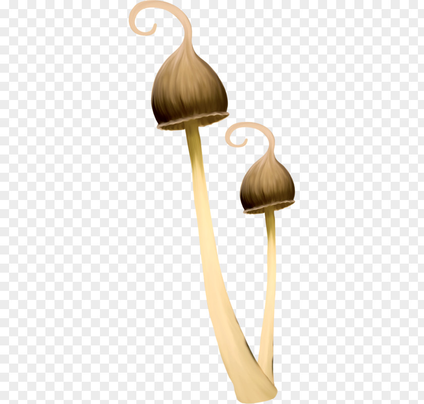 Cartoon Mushrooms Edible Mushroom Fungus PNG