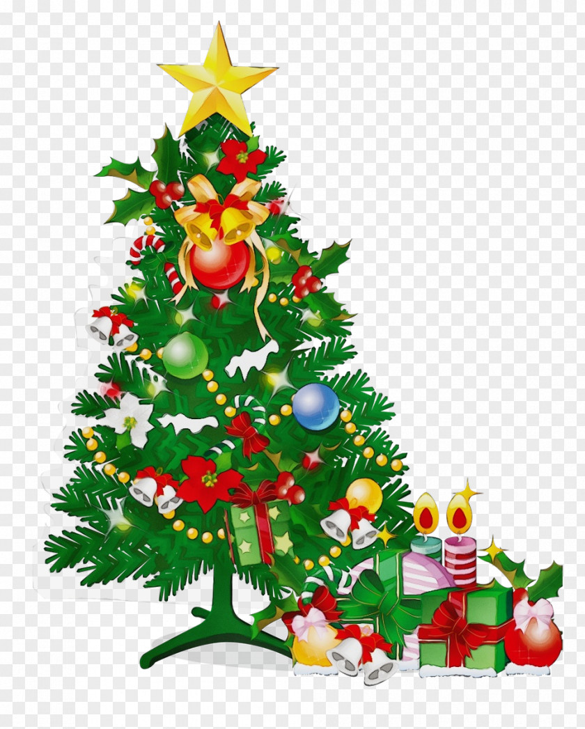 Conifer Fir Christmas Tree PNG