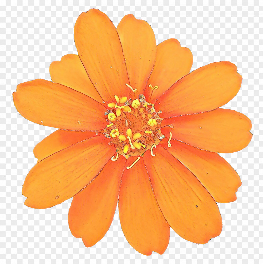 Gerbera Daisy Family Orange PNG