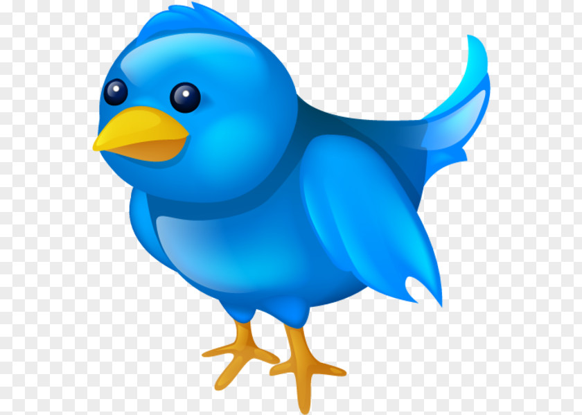 Perching Bird Flightless Social Media Icons Background PNG