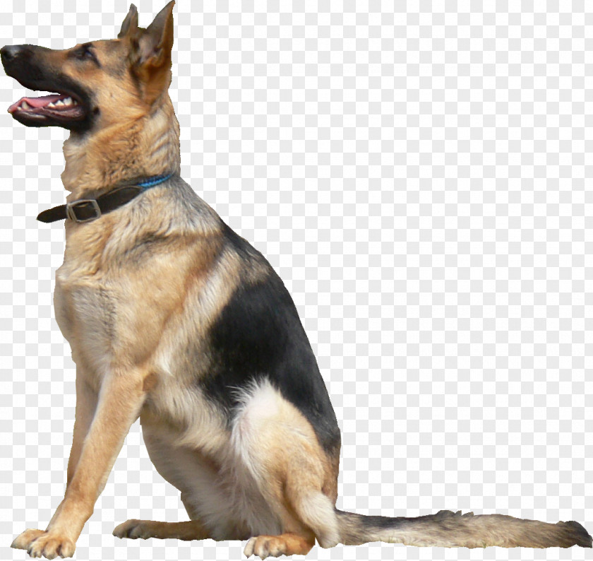 Rhino German Shepherd Dogo Argentino Kunming Wolfdog Animal Texture Mapping PNG