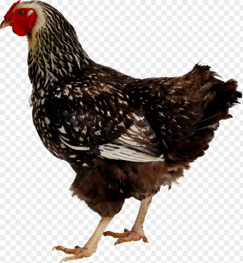 Rooster Plymouth Rock Chicken Chilli Image PNG