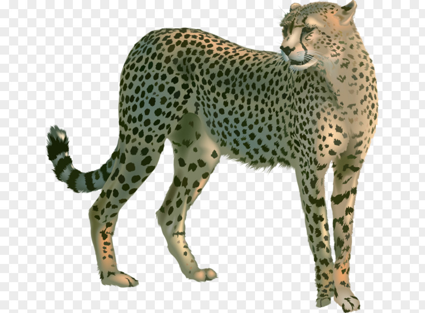 Speeding Cheetah Leopard Lion Clip Art PNG