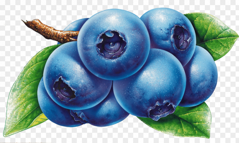 Blueberry Clip Art Bilberry PNG