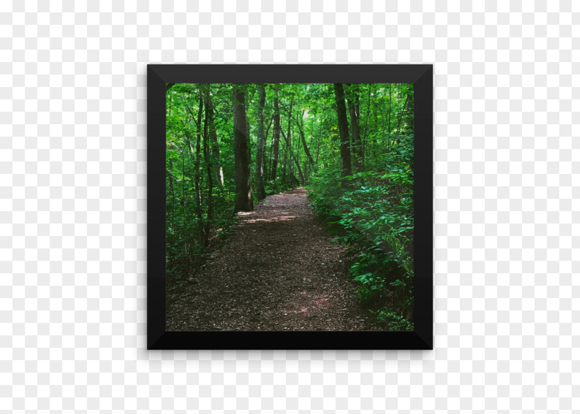 Forest Path Paper Printing Poster Tree PNG