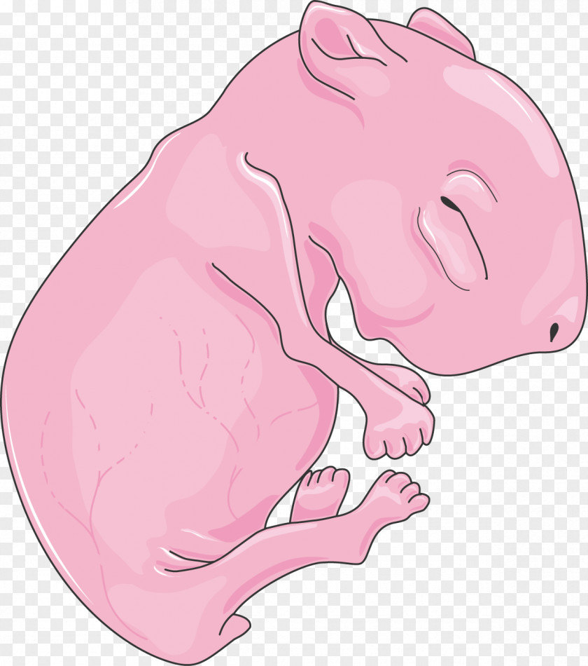 Rat & Mouse Pig Infant Dog PNG