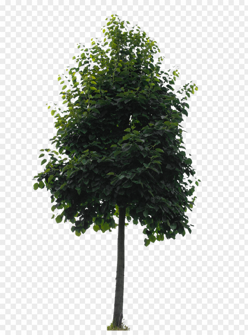 Tree Branch Oak Lindens Shrub PNG