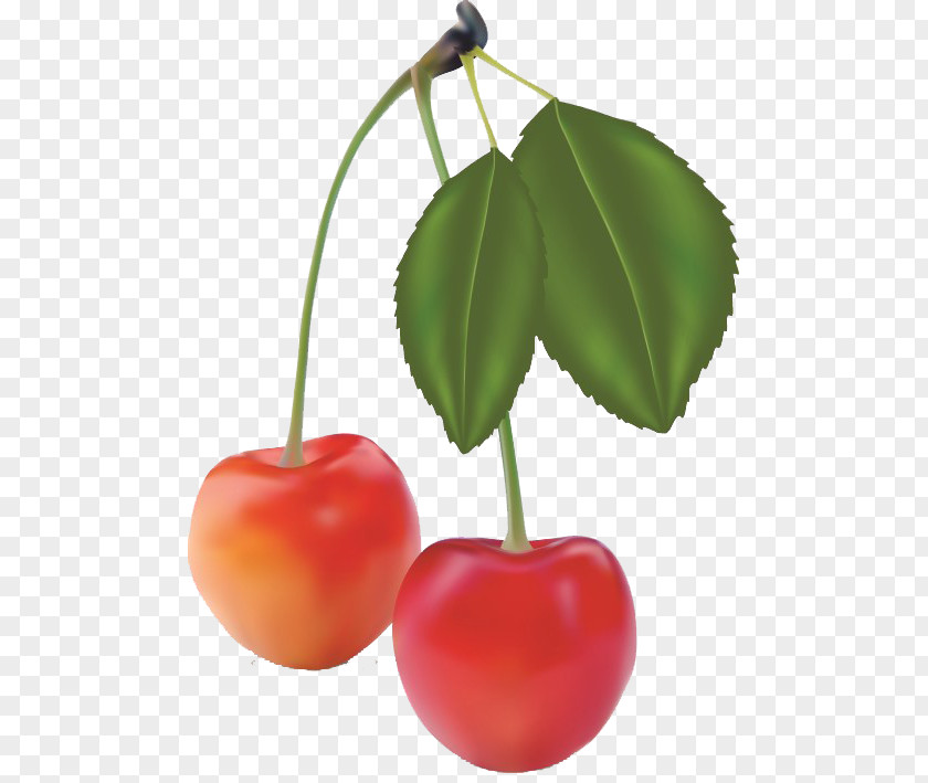 Cherry Fruit Realism PNG